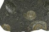 Fossil Ammonite (Dactylioceras) Cluster - Posidonia Shale, Germany #368185-1